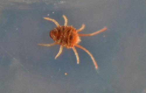 Réf. 354 239 : Bryobia sp.